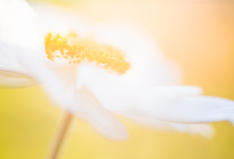 Macro Photography Lighting: The Ultimate Guide to Golden Hour Light